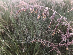 Larinia