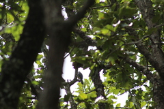 Ptiliogonys cinereus