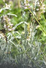 Agastache urticifolia