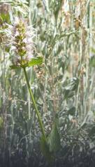 Agastache urticifolia