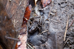 Lithobates kauffeldi