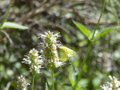 Agastache urticifolia