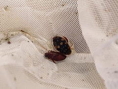 Thermonectus marmoratus