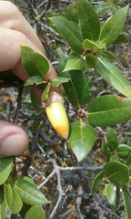 Quercus wislizeni frutescens