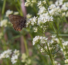 Callophrys eryphon