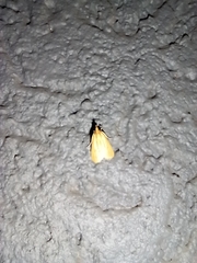 Achyra nudalis