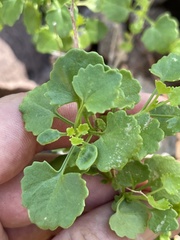 Pleurocoronis laphamioides