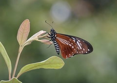Papilio agestor