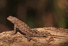 Sceloporus clarkii
