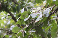 Oreothlypis superciliosa