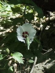 Archilochus