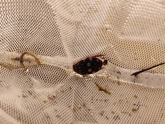 Thermonectus marmoratus