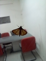 Cnaphalocrocis medinalis