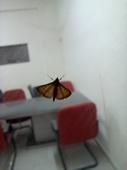 Cnaphalocrocis medinalis