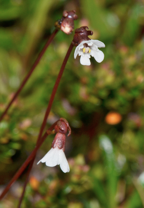 Forstera bellidifolia
