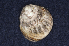 Trochoidea