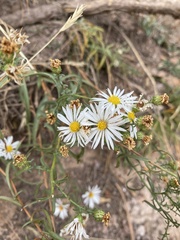 Symphyotrichum porteri