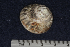 Trochoidea
