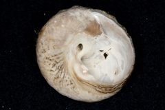 Trochoidea