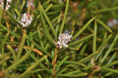Orites acicularis