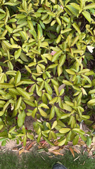 Trachelospermum asiaticum