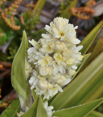 Milligania densiflora