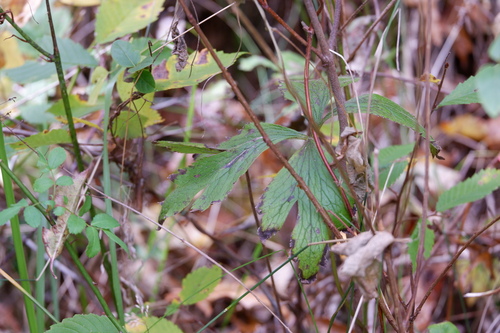 Anemone virginiana