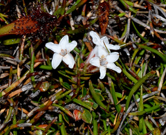 Epacris serpyllifolia