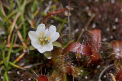 Drosera arcturi