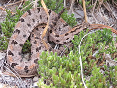 Sistrurus miliarius streckeri