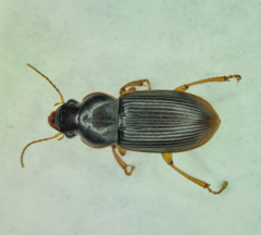 Harpalus