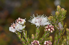 Melaleuca squamea