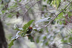 Oreothlypis superciliosa