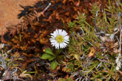 Brachyscome tenuiscapa