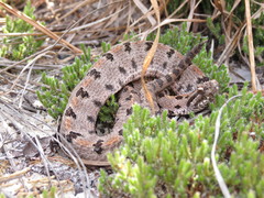 Sistrurus miliarius streckeri