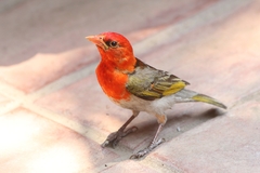 Anaplectes rubriceps