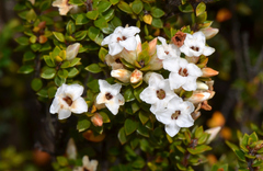 Epacris serpyllifolia