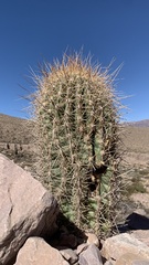 Trichocereus atacamensis