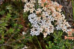 Epacris serpyllifolia