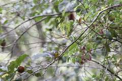 Oreothlypis superciliosa