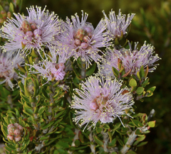 Melaleuca squamea