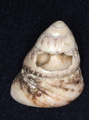 Trochoidea