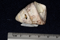 Trochoidea