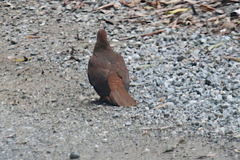 Macropygia phasianella