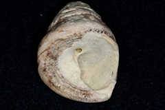 Trochoidea