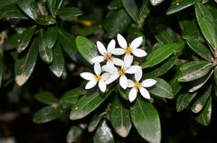 Olearia persoonioides