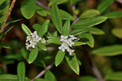 Pimelea cinerea