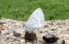 Celastrina lavendularis