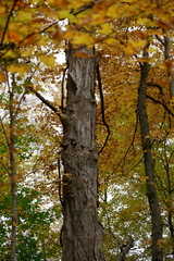 Acer saccharum