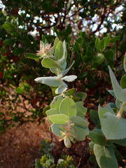 Arctostaphylos auriculata